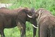 Elephant Walk Retreat