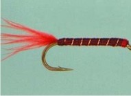 bloodworm
