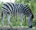 marloth park2