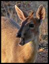 marloth park4