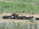 marloth park5