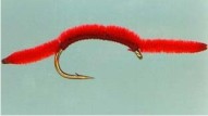 san_juan_worm